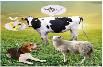 The Application of RFID Technology in the Animal Field